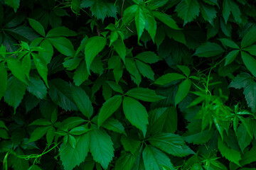 Green leaf shrub texture nature spring summer background. Lush leaves, fresh green color. Wallpaper, screensaver. Wall shrubs. Dark background for wallpaper and backdrop