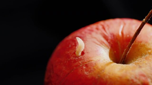 A worm escapes from a spoiled apple