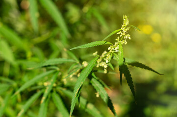 Leaves and inflorescences of blooming hemp