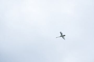white swan flying alone