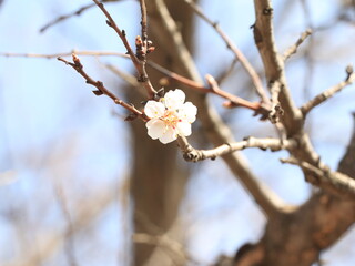 blooming tree