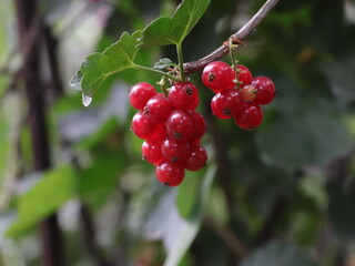 red berries of a currant