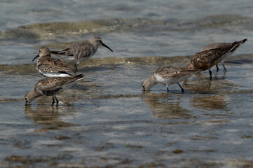 Dunlins feeding at Busaiteen coast, Bahrain