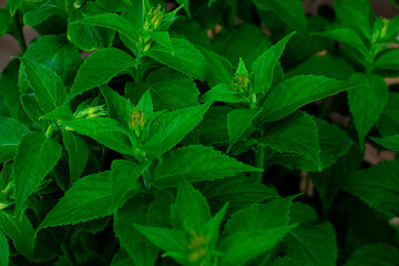 Green leaf shrub texture nature spring summer background. Lush leaves, fresh green color. Macro shot of mint lemon balm, treatment, herbs, gardening, balm benefits