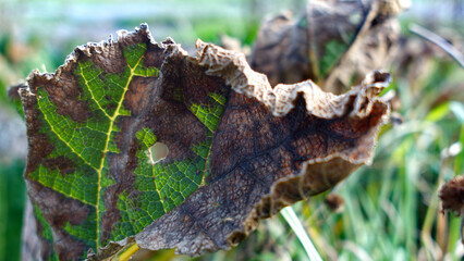 Autumn after some cold nights, leaf damaged at 