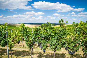 Fototapeta na wymiar vineyard in czech republic with blue sky
