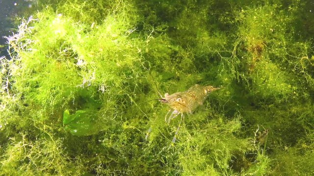 Shrimps on the seabed (Palaemon adspersus) commonly called Baltic prawn, Black sea