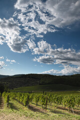 Fototapeta na wymiar beautiful vineyards in the Chianti Classico region of Tuscany near Florence, autumn season. Italy.