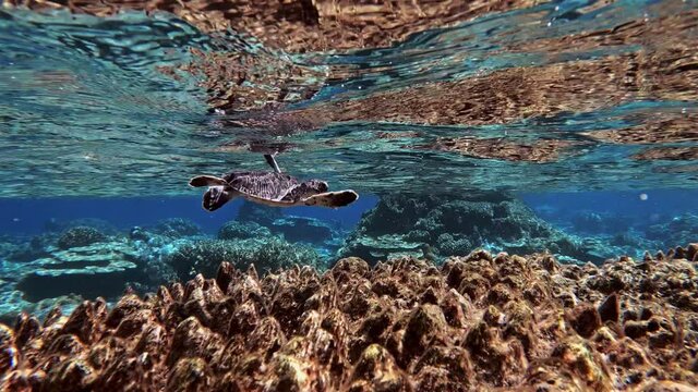 Close Up Of View Of A Beautiful Sea Turtle Calmly Swimming In The Ocean Over The Over Coral Reefs. - slow motion - underwater shot