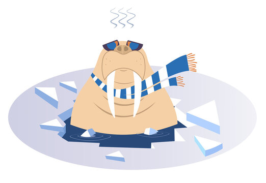 recommend clip art: Winter swimming walrus illustration. Walrus in scarf and sunglasses is swimming in the icy water and looks healthy and happy isolated on white
                    