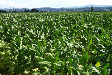 Close up detail of tuscan tobacco leaf. Sansepolcro, Tuscany / Italy