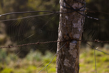 Fence with spider web