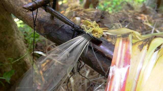 Traditional Way of Making Abaca Fiber in the Woods in the Philippines Close up Shot