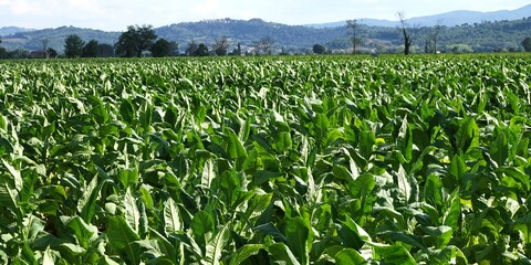 Close up detail of tuscan tobacco leaf. Sansepolcro, Tuscany / Italy