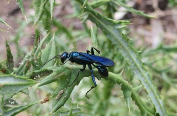 Tropical blue mud dauber wasp (chalybion californicum) on green plant in Florida wild, closeup