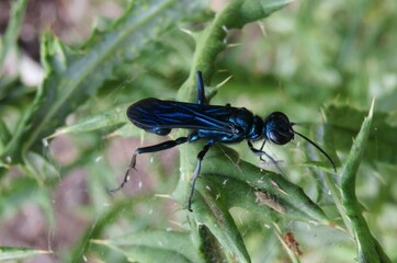 Blue tropical mud dauber wasp (chalybion californicum) on green plant in Florida wild