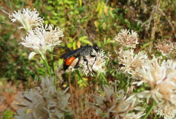 Tropical digger wasp on flowers in Florida nature, closeup