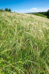 Meadows in the hills