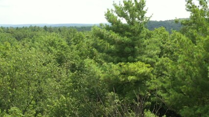 Vertical descending aerial into a green dark forest beginning above treeline - Powered by Adobe