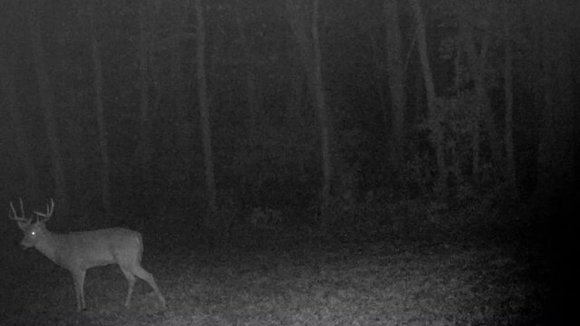 Whitetail deer buck with large antler rack walking down the game trail at night