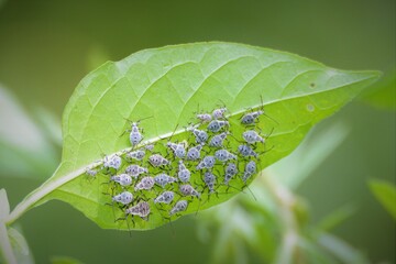 Insects - A group of insect under green leaf