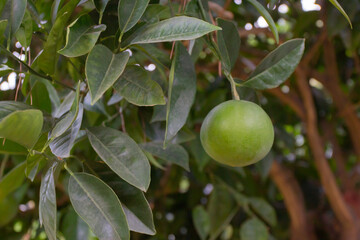 Green orange ripens on a branch. Fruit in a garden