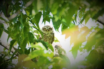 Bird - Spotted owlet on tree branch