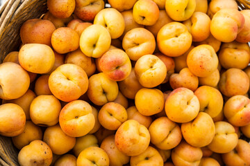 Close-up fruit heap of fresh apricots picked from the orchard
