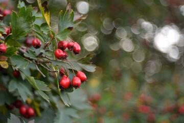 Walking in the woods, autumn berry picking.