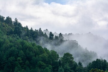 Nature - Green forest with fog