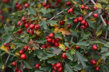 red berries on a bush
