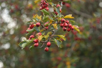 Walking in the woods, autumn berry picking.