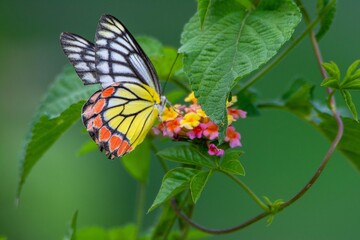 Colorful butterfly on beautiful flower