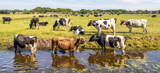 Cooling down, group of cows going to swim, standing in a creek, drinking, on the banks of a pasture © Clara