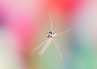 Beautiful drop of water on a dandelion seed on a blurred background, a reflection of a flower in a drop, macro.