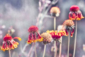 Beautiful gaillardia flower on a blurred background, spring summer natural flower image, selective focus.