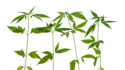 Green cannabis plants on white background