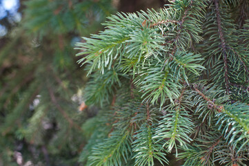 Natural background of green spruce. Coniferous tree