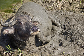 cow playing in mud in sapa vietnam