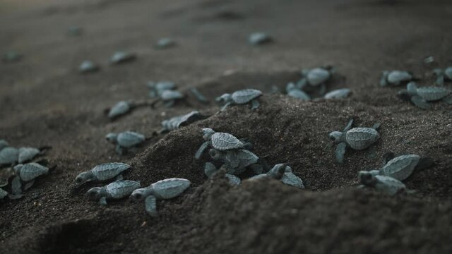Turtle Hatchlings on the sand heading towards the the ocean in Monterrico, Guatemala - Slow-motion