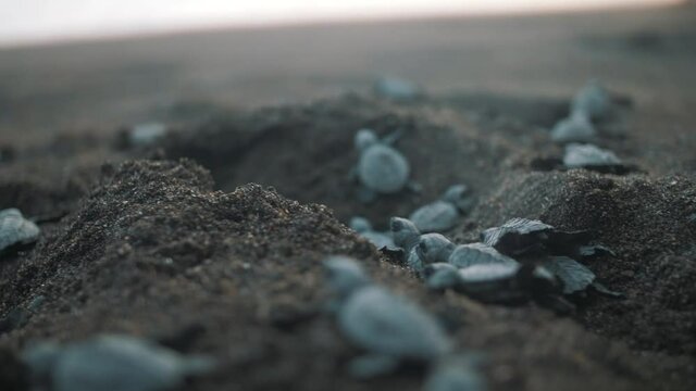Group of newborn baby turtles after being released in Monterrico, Guatemala - 60fps