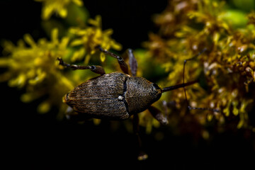 a small autumn beetle sits on a yellow flower (top view)