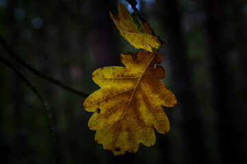 Yellow autumn oak leaf hanging on a twig