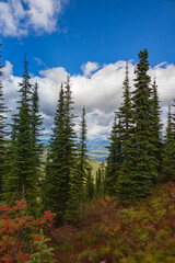 Pine trees, Fall foliage and white clouds