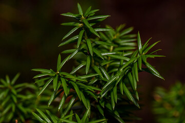 Small green Christmas tree with juicy green needles