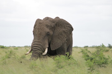 Obraz na płótnie Canvas Photo Taken in Kruger National Park