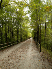Wooded trail in the American Tobacco trail, north carolina in early fall