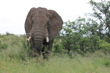 Photo Taken in Kruger National Park