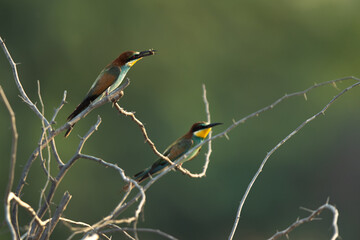European bee-eater with a catch, Bahrain. A backlit image.