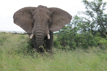Naklejka na ściany i meble Photo Taken in Kruger National Park
